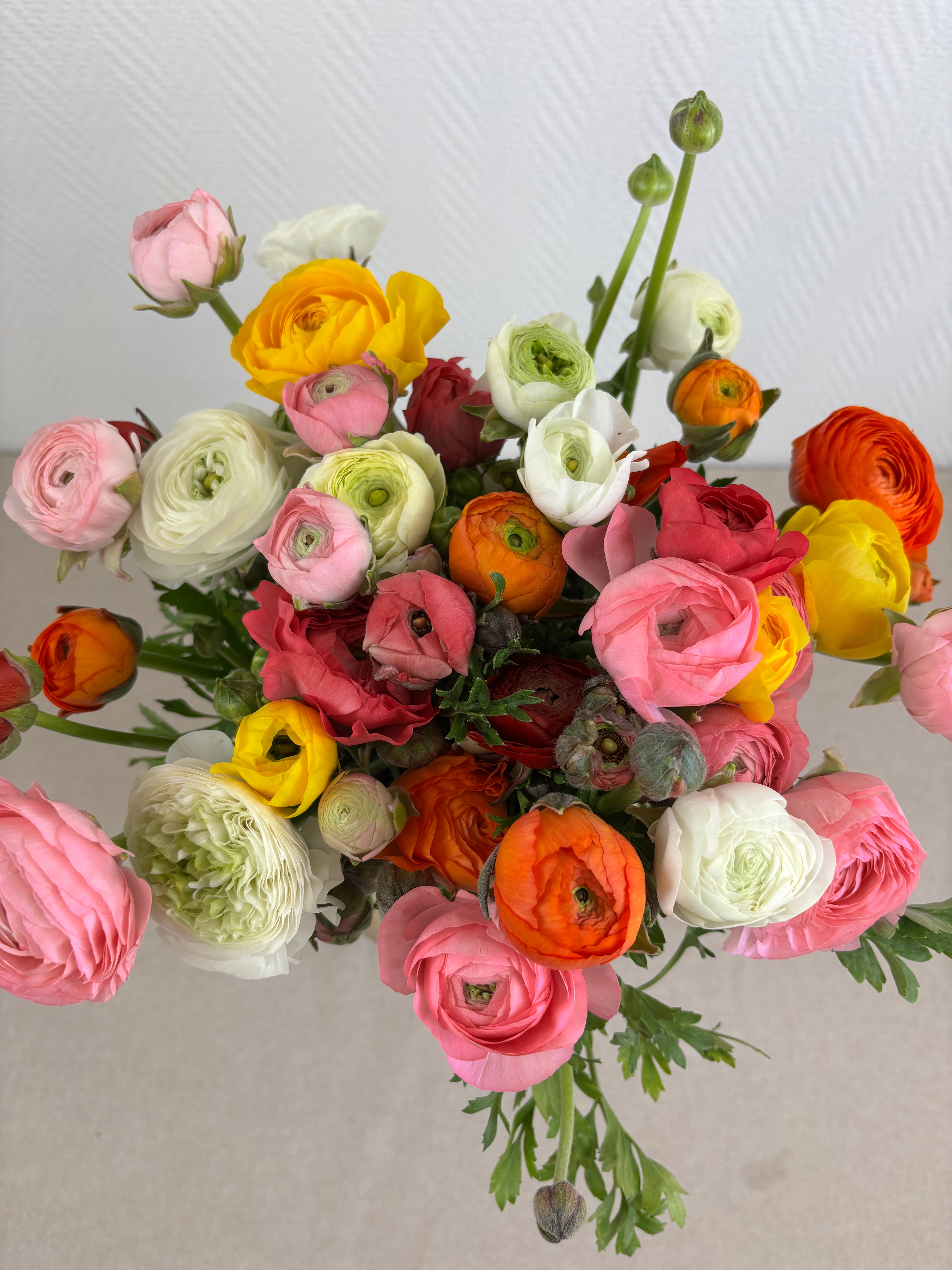 Gros plan bouquet renoncules multicolores aux teintes vibrantes rose corail et jaune.