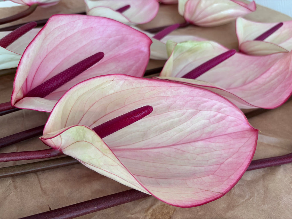 Exotic bicolor pink & burgundy anthuriums