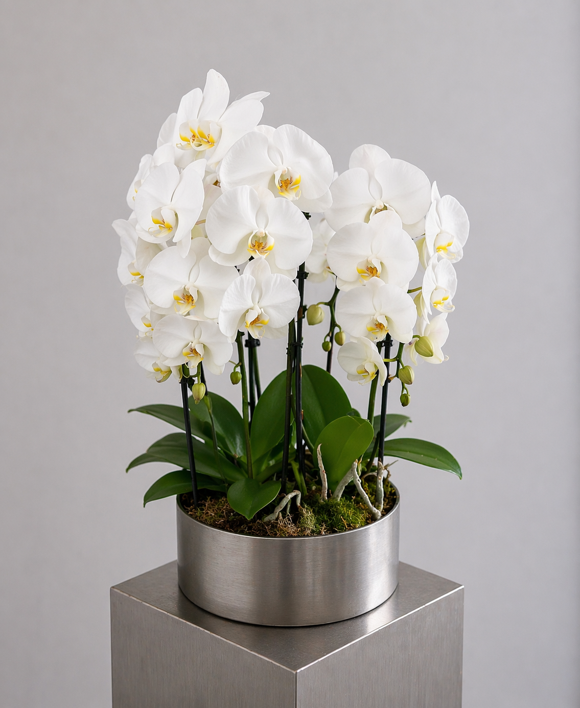 Cascading Orchids