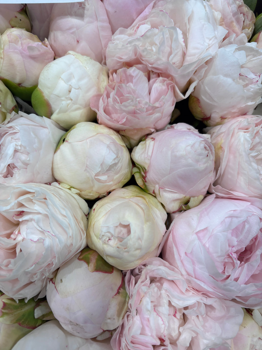 Pearly white peonies - Rare & premium variety