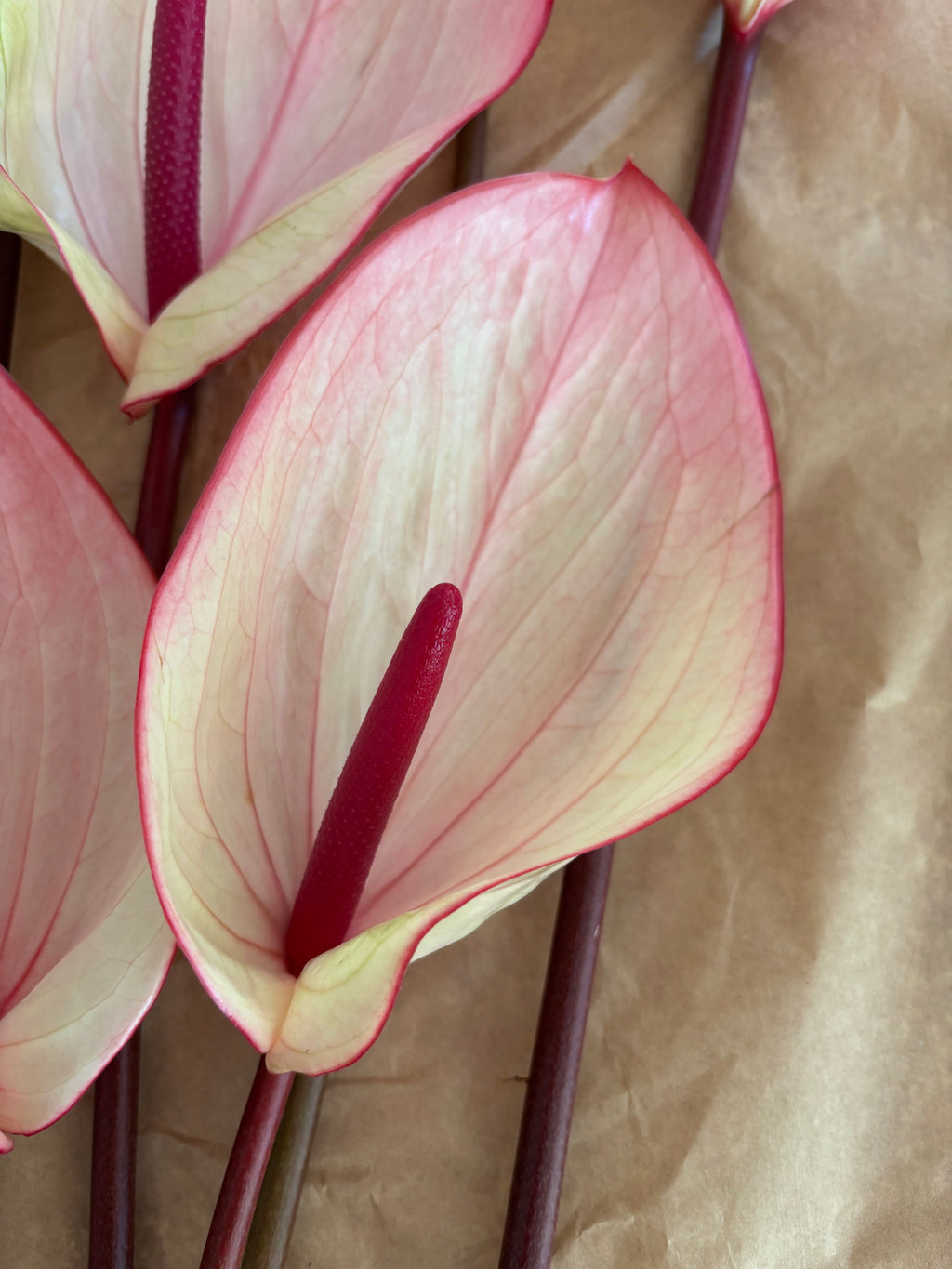 Exotic bicolor pink & burgundy anthuriums