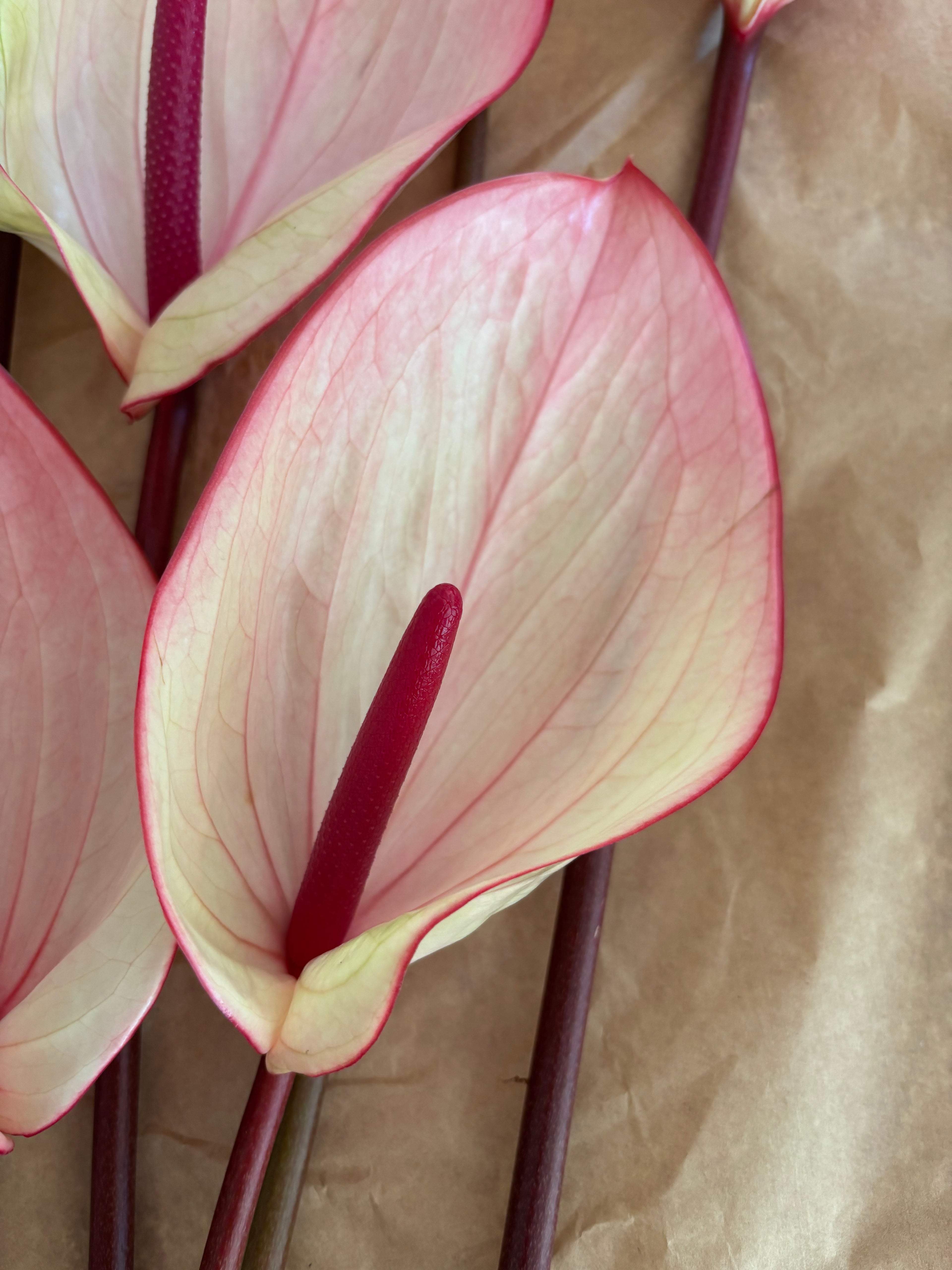 Exotic bicolor pink & burgundy anthuriums