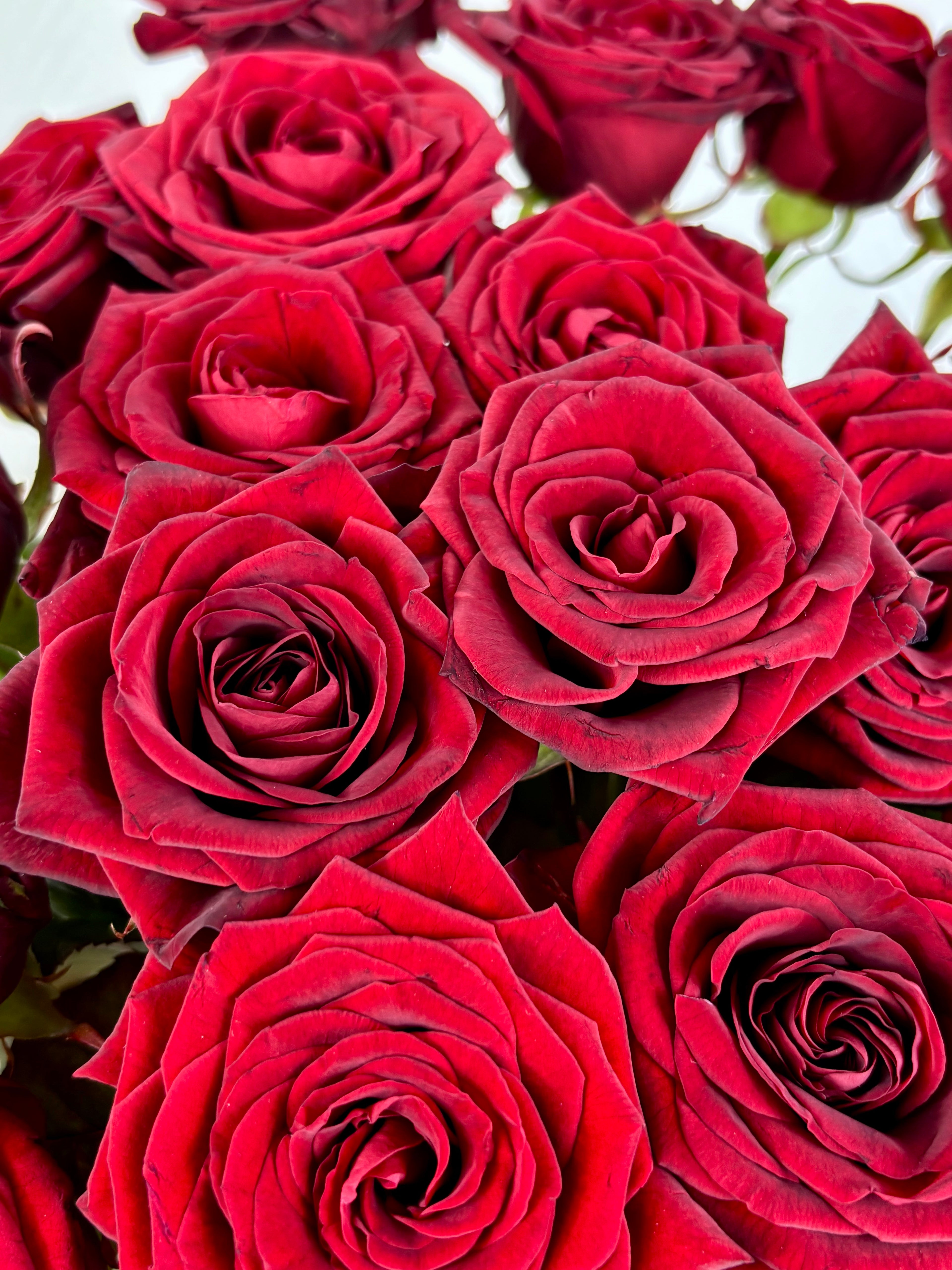 Détail pétales roses Red Naomi rouge velouté