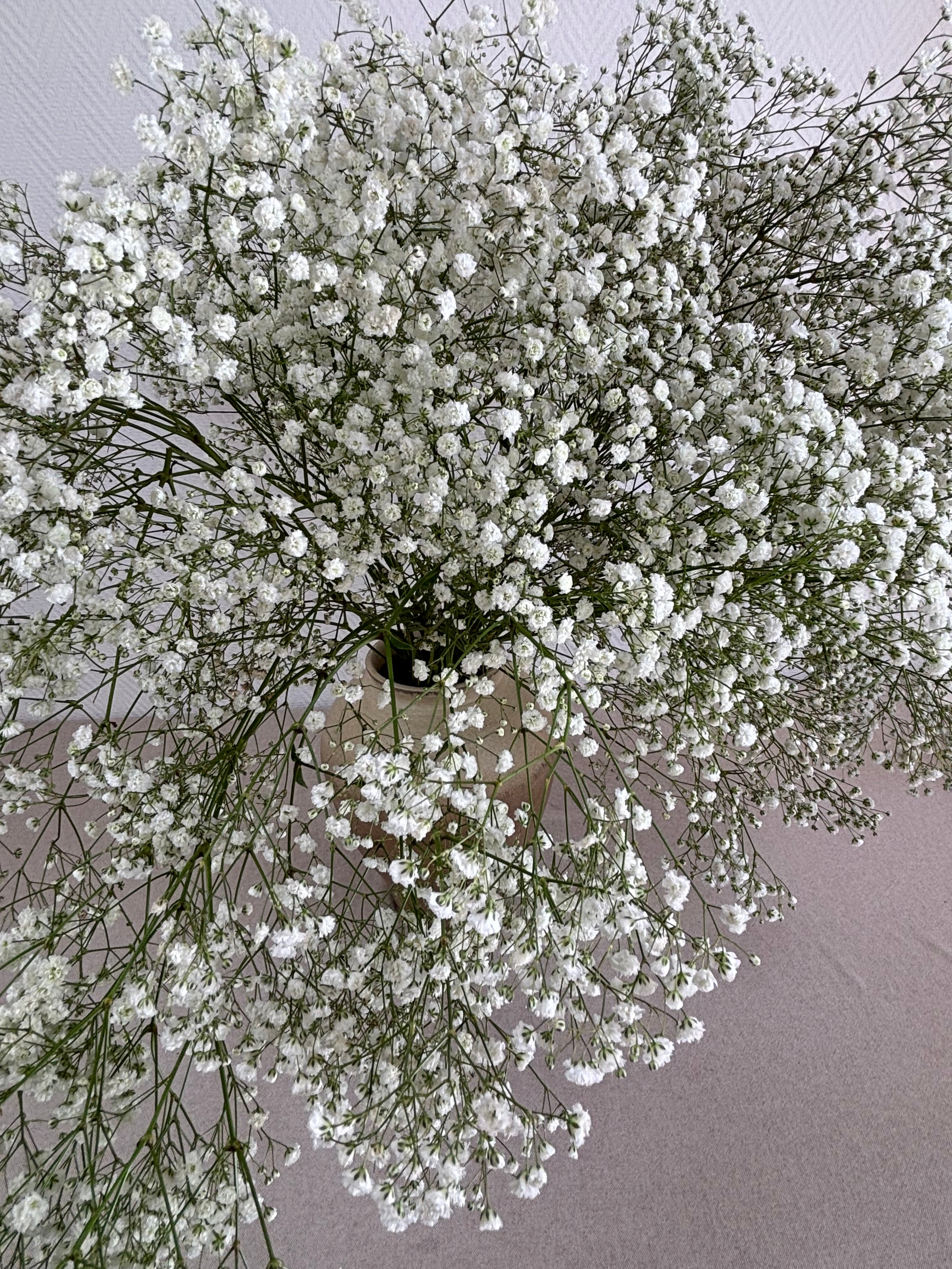 Gros plan fleurs gypsophile blanc délicat et lumineux