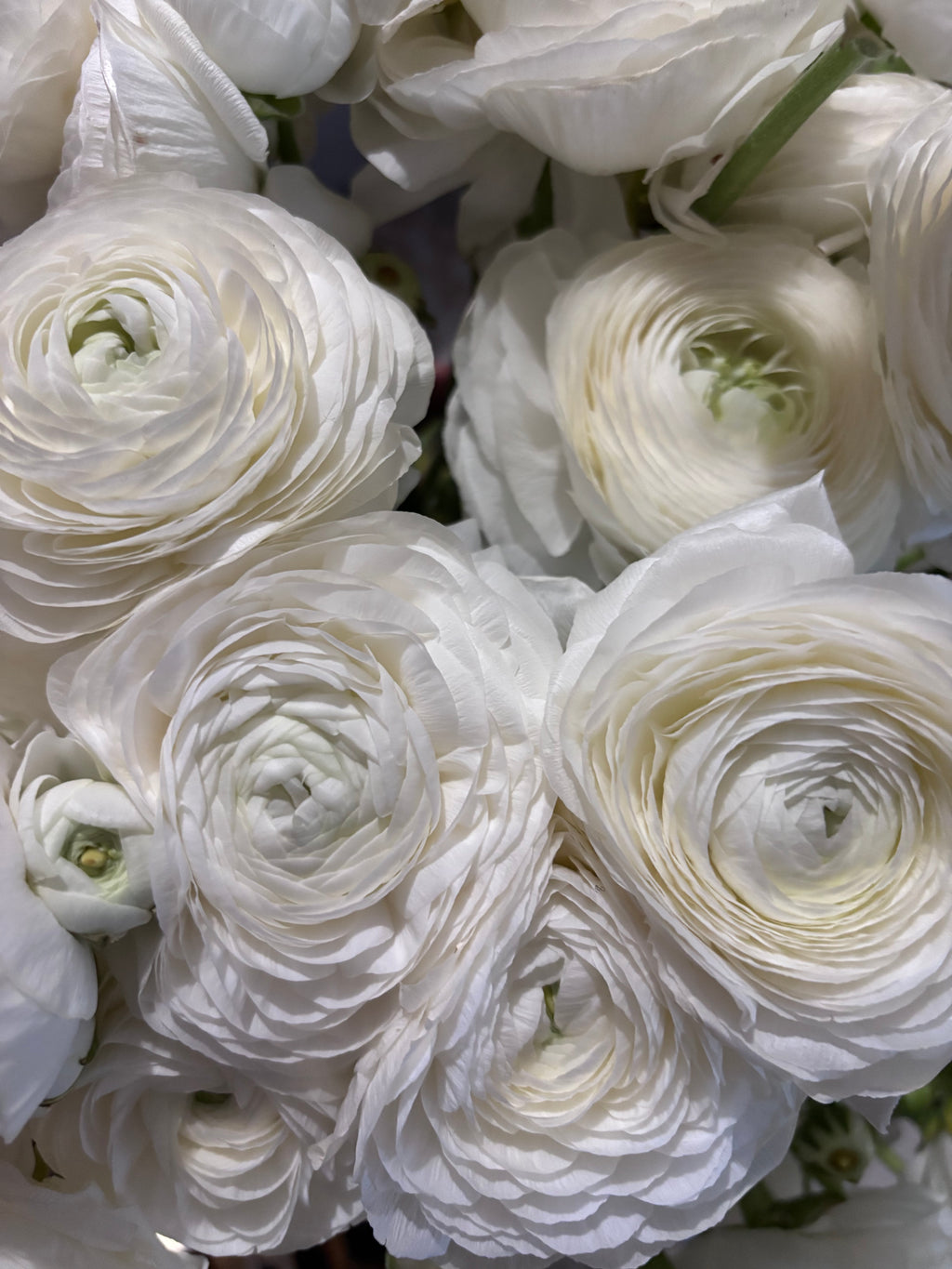 Gros plan pétales renoncules blanches fraîches et délicates