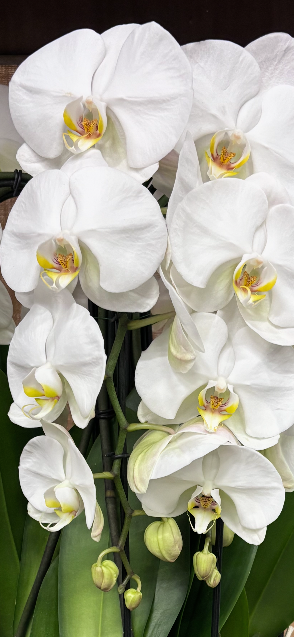 Cascading Orchids