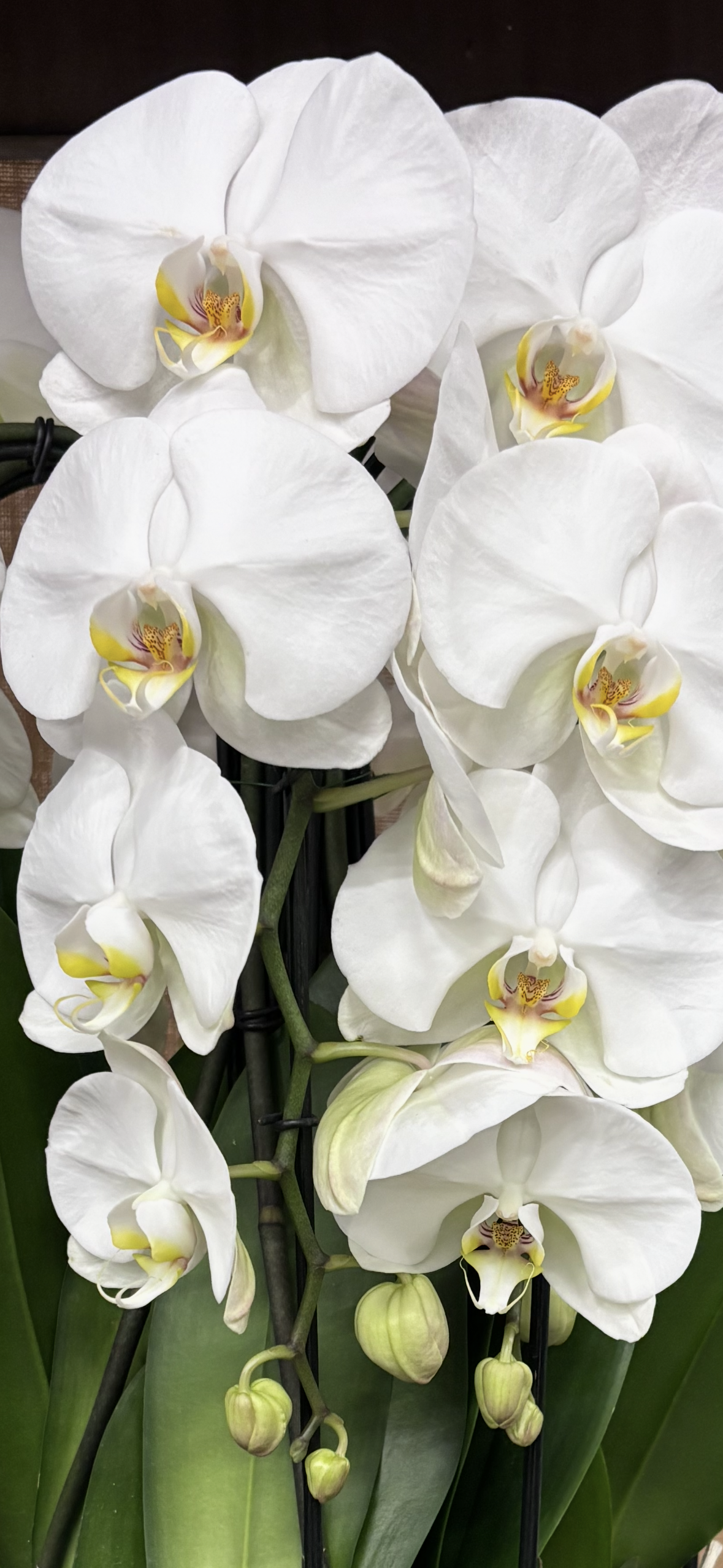 Cascading Orchids