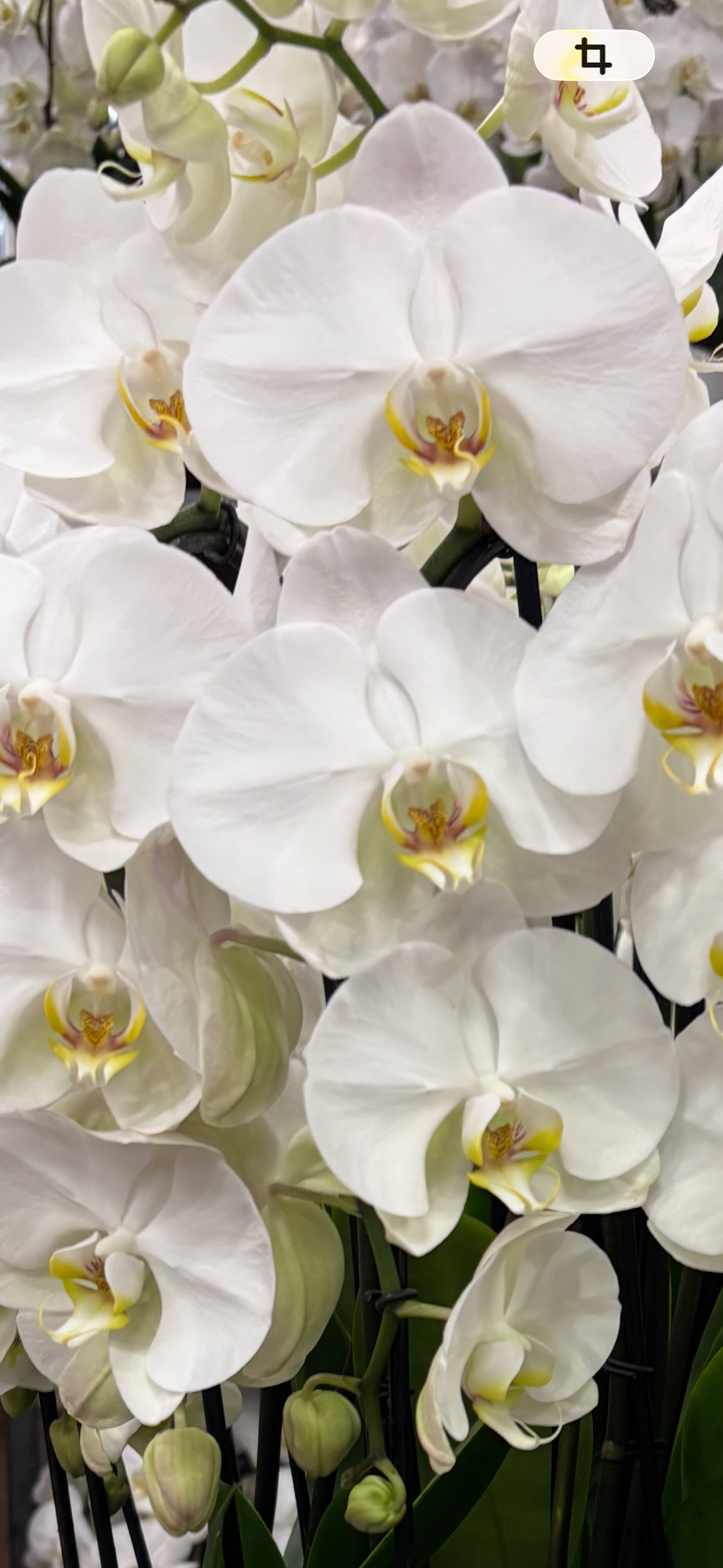 Cascading Orchids