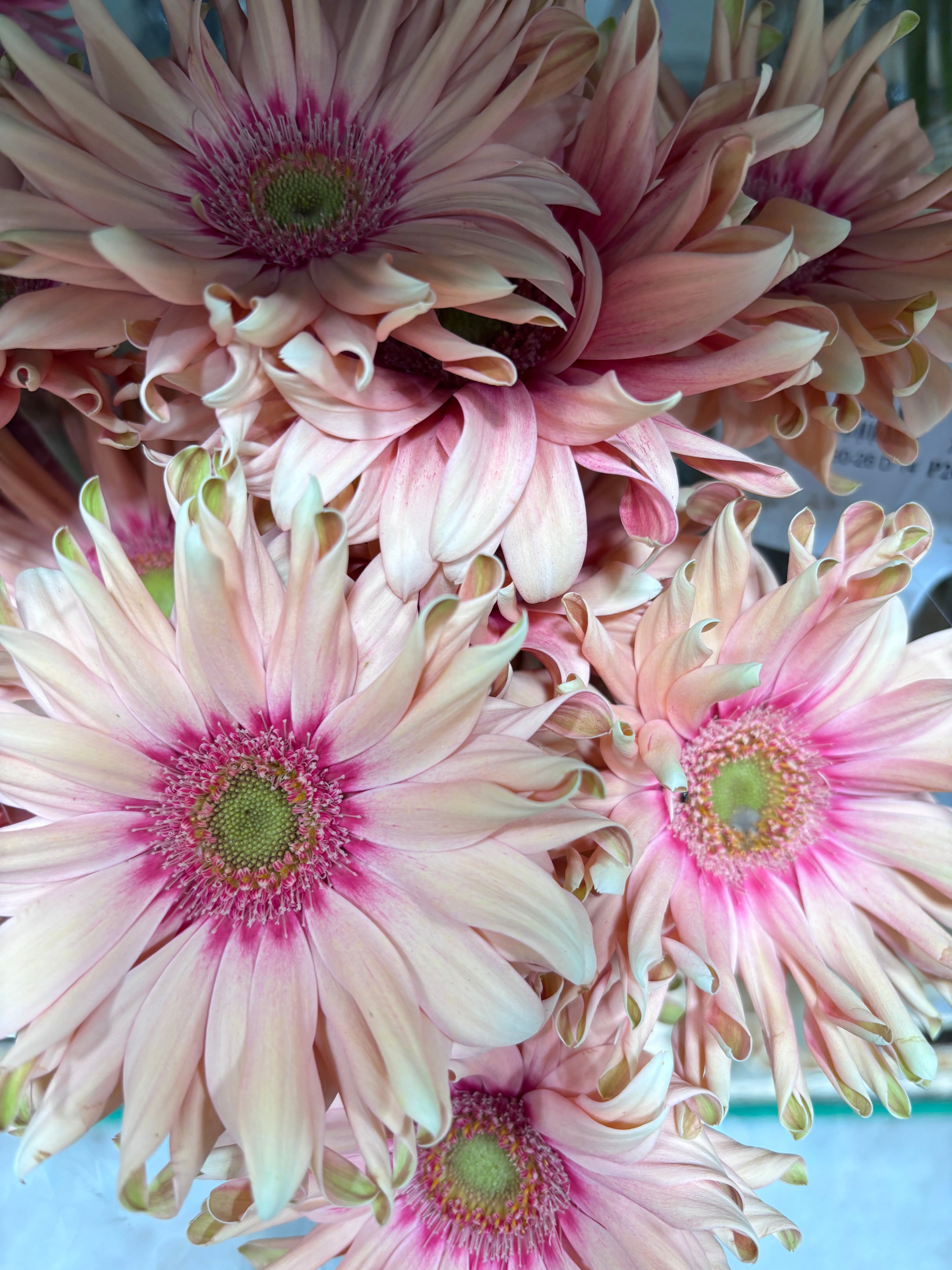 Bouquet of pink Gerbera Daisies
