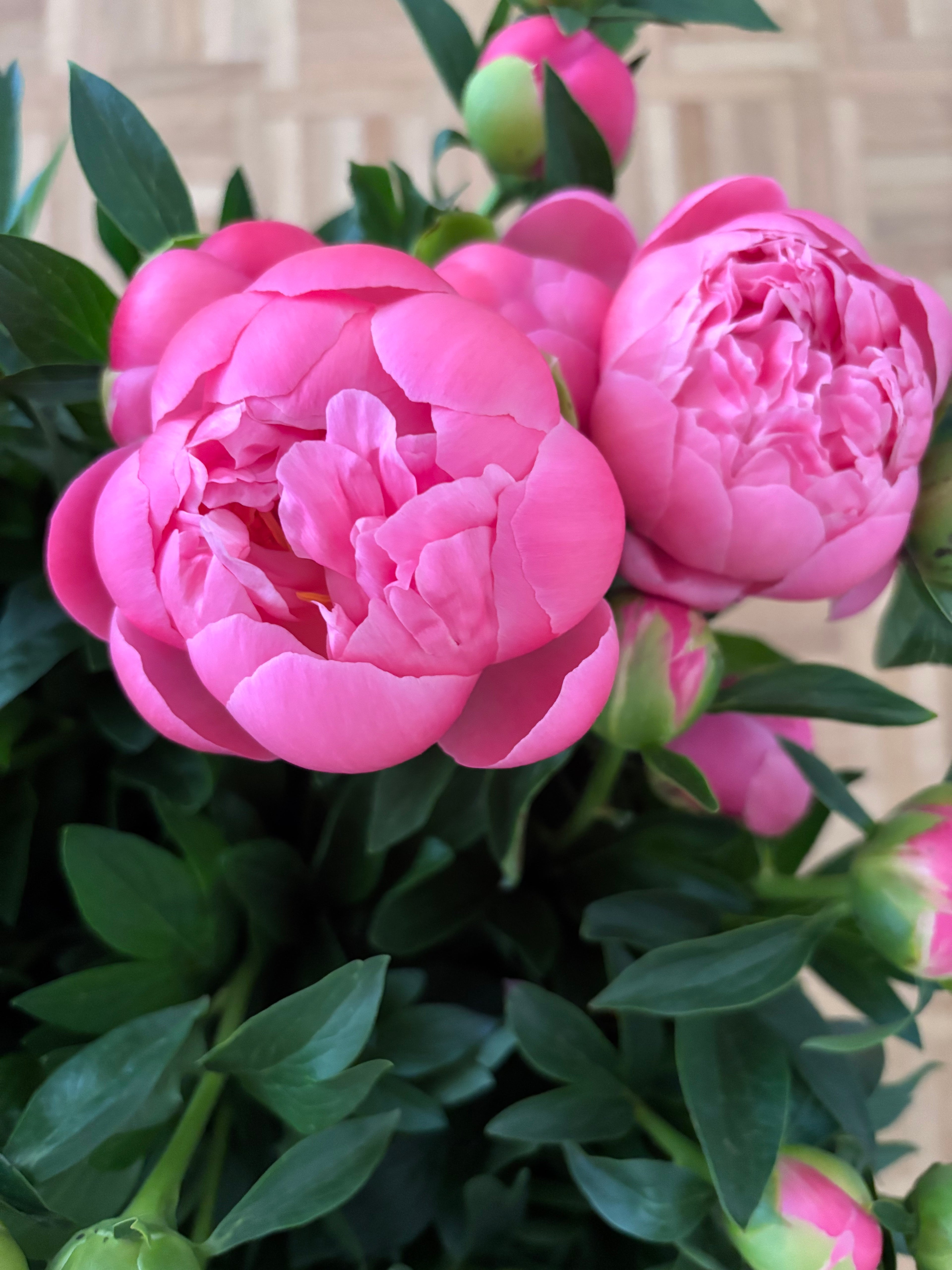 Gros plan pivoines roses fraîches pétales superposés parfumés et volumineuses