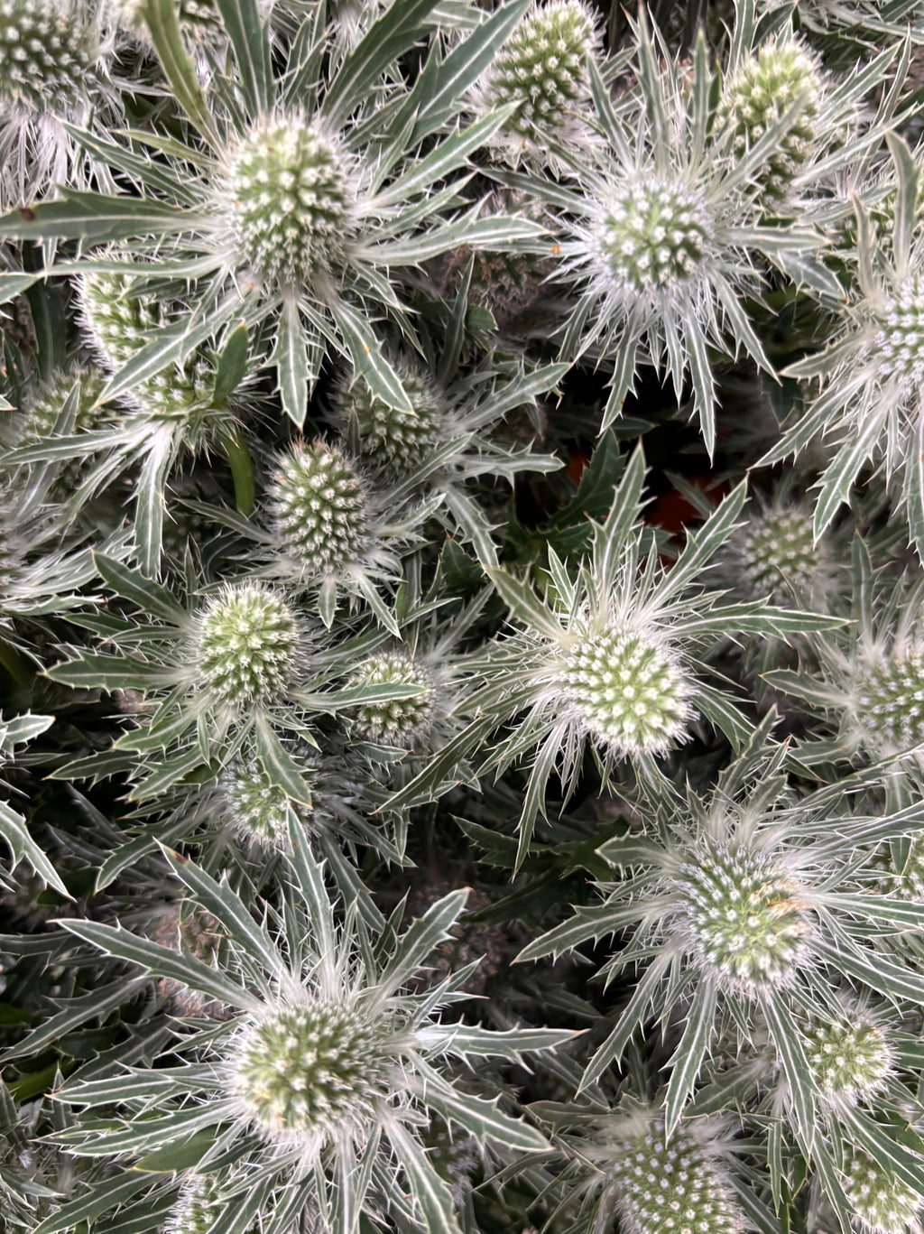 Gros plan chardons bleutés texturés formes graphiques et sauvages