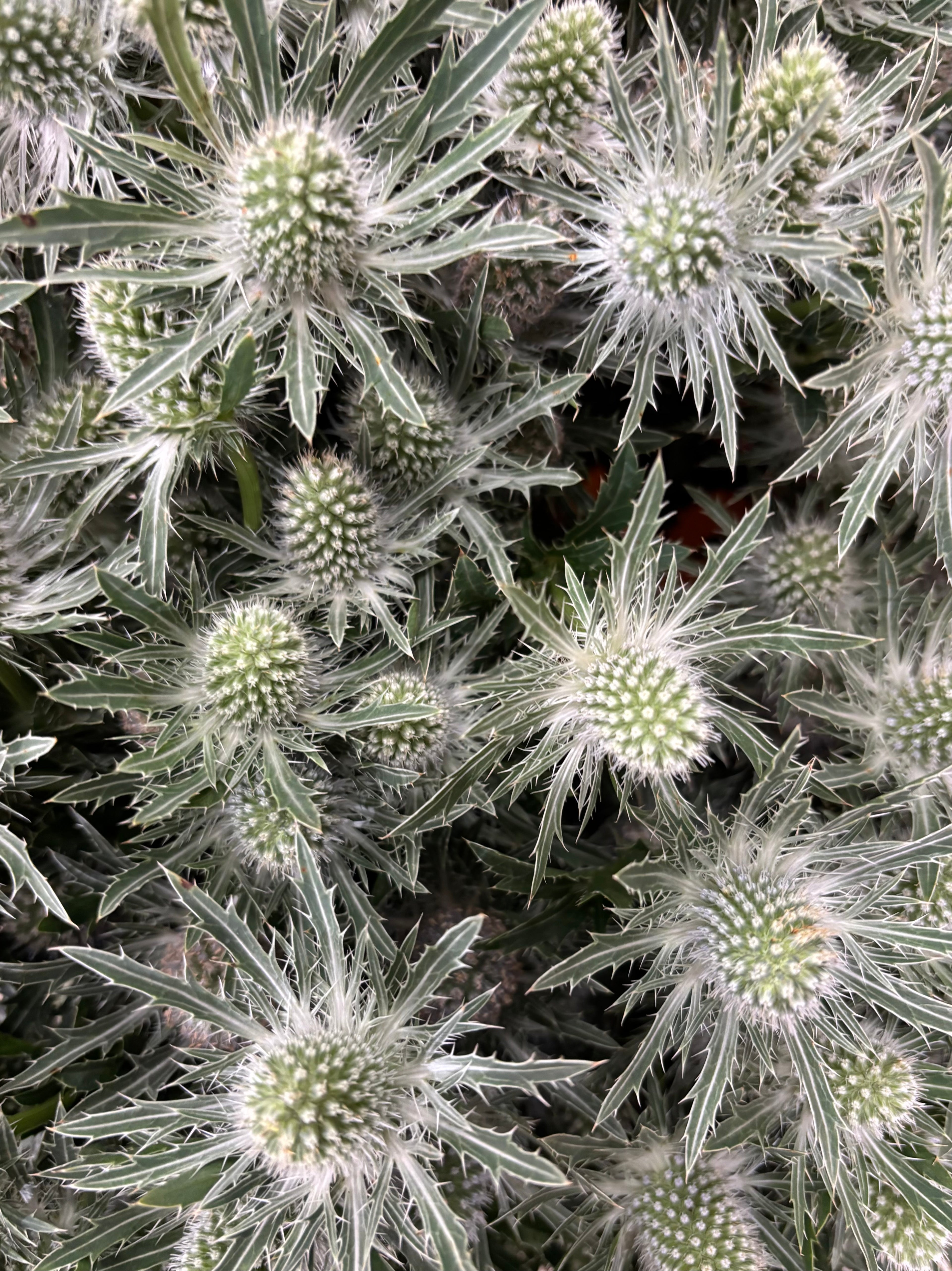 Gros plan chardons bleutés texturés formes graphiques et sauvages