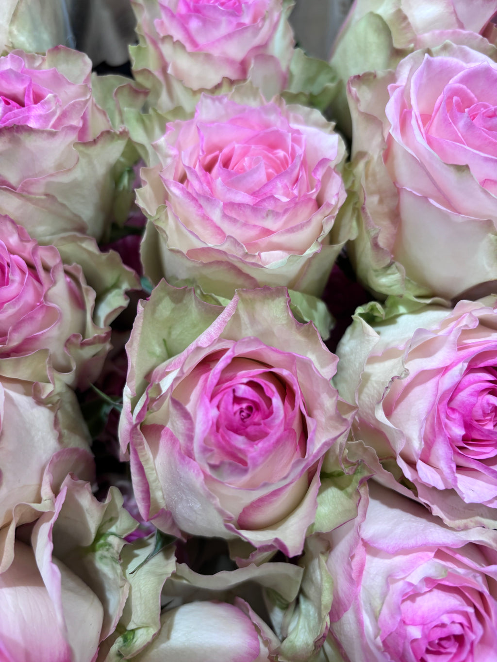 Vintage Rose Garden - English style