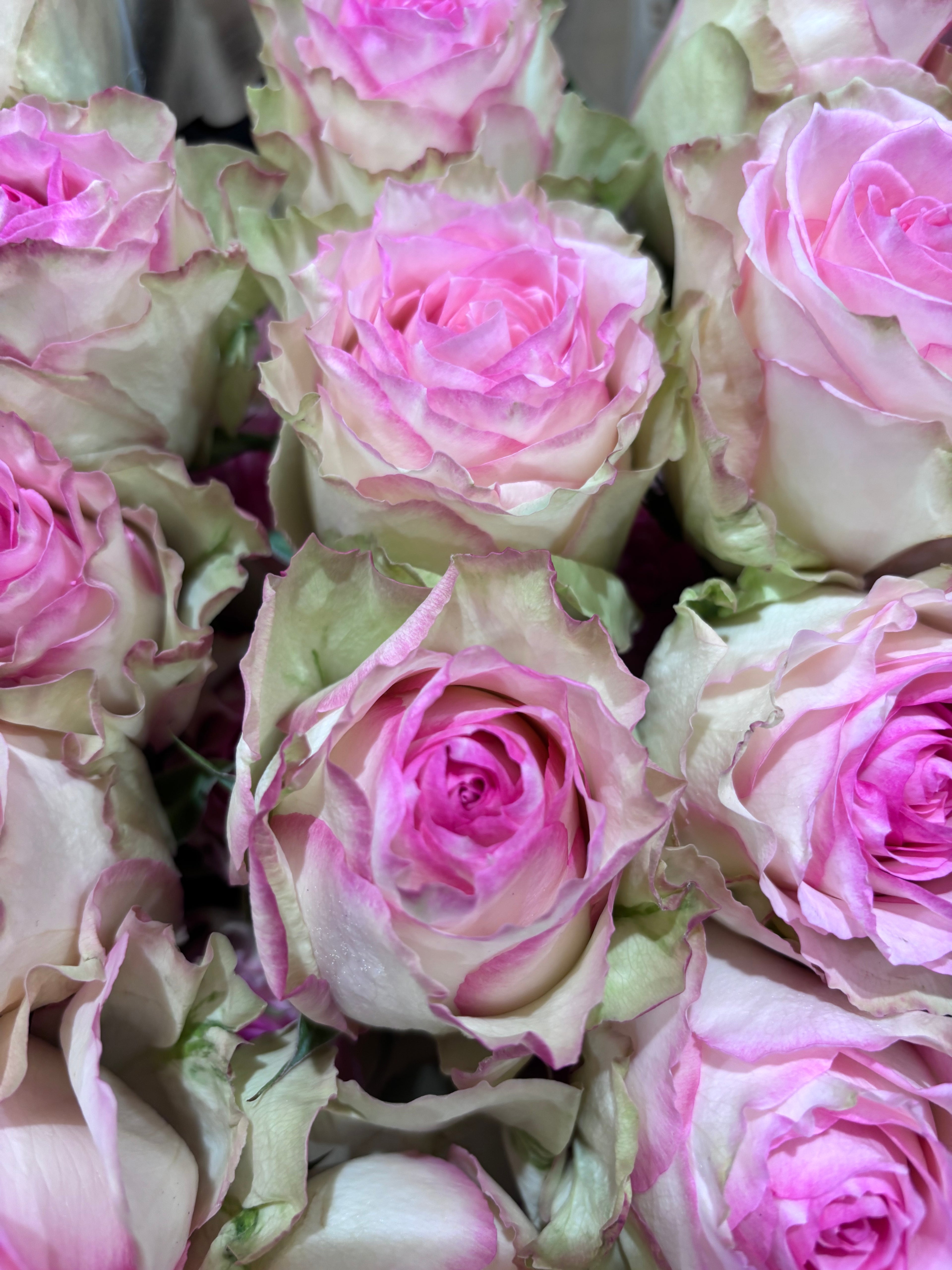 Vintage Rose Garden - English style