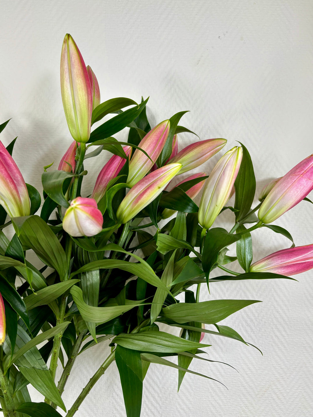 Gros plan lys roses orientales pétales ondulés rose intense et blanc